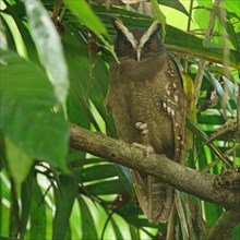 Crested owl (Lophostrix cristata) sitting in the tree