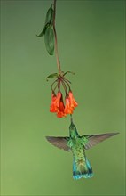 Mexican violetear (Colibri thalassinus) in flight