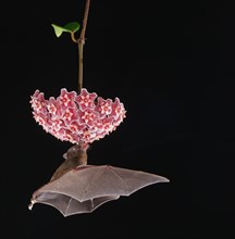 Pallas's long-tongued bat (Glossophaga soricina)