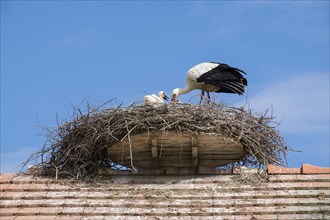 White Stork (Ciconia ciconia) in nest with juvenile birds