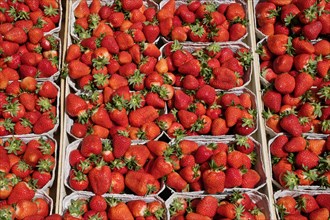 Freshly harvested strawberries for sale in portions in trays