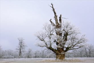 650 years old Solitareiche with hoar frost in winter