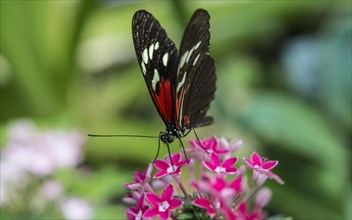 Doris Longwing (Laparus doris) on pink flower