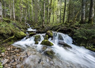 Stream running through forest
