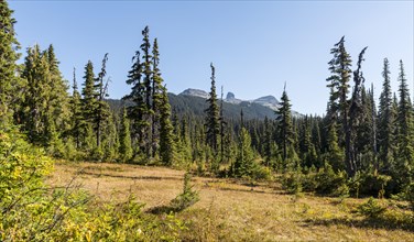 Forest and Mountains