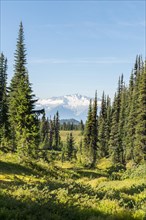 Forest and snow-capped mountains