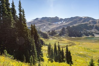 Forest and flowering meadow