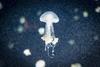 Jellyfish with white dots