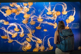 Visitor in front of an aquarium with Japanese sea nettle (Chrysaora pacifica)
