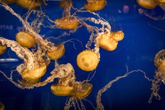 Japanese sea nettles (Chrysaora pacifica)