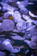 Many transparent Common jellyfishes (Aurelia aurita) in an aquarium