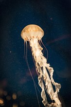 Japanese sea nettle (Chrysaora pacifica)
