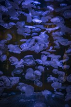 Many transparent Common jellyfishes (Aurelia aurita) in an aquarium