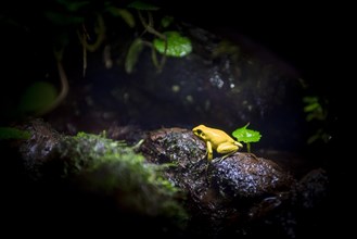 Golden poison frog (Phyllobates terribilis)