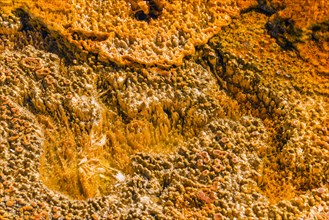 Yellow bacteria in a hot spring at Black Sand Basin and Biscuit Basin