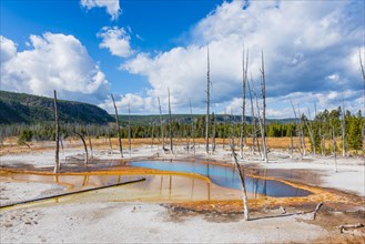 Dead trees at Opalescent Pool with mineral deposits