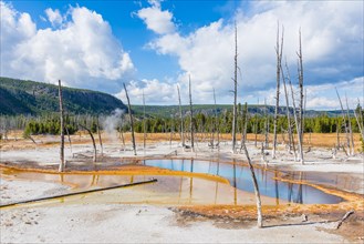 Dead trees at Opalescent Pool with mineral deposits