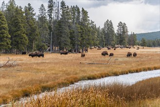 American Bisons (Bison bison)