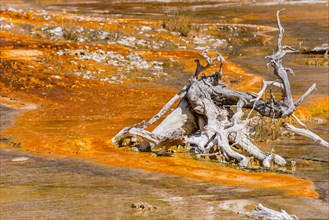 Gnarled tree root on yellow bacteria in a hot spring