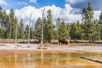 American Bison (Bos bison) grazes between dead trees at Opalescent Pool