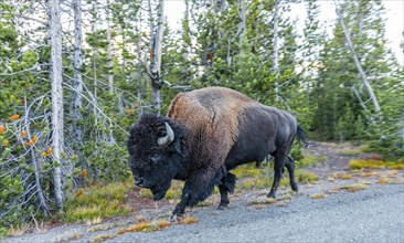 American Bison (Bison bison)