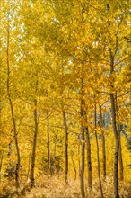 Autumn yellow aspen