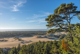 Partially wooded sand dunes on the coast