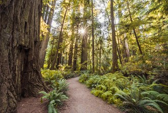 Hiking trail through forest with coastal sequoia trees (Sequoia sempervirens) and ferns