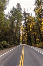 Highway through forest with coastal sequoia trees (Sequoia sempervirens)