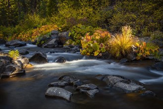 Autumnal vegetation on the McCloud River