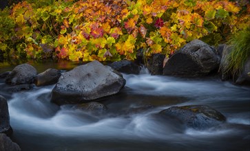 Autumn vegetation on the McCloud River