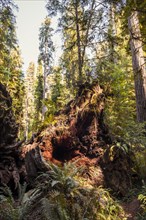 Roots of fallen coastal sequoia trees (Sequoia sempervirens)