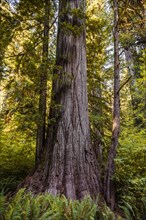 Sequoia sempervirense (Sequoia sempervirens)