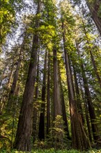 Coastal sequoia trees (Sequoia sempervirens)