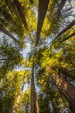 Coastal sequoia trees (Sequoia sempervirens)