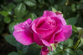 Pink Rose (Rosa)