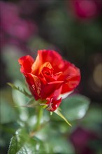 Red Rose (Rosa)