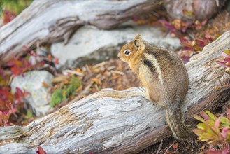 Golden-mantled ground squirrel (Callospermophilus lateralis) sits on a weathered tree trunk