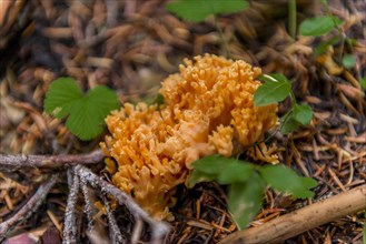 Yellow stagshorn (Calocera viscosa) at the forest floor