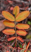 Orange feathered leaf