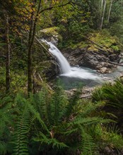 Small waterfall in a forest with dense vegetation
