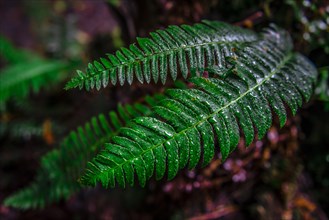 Wet leaves of a ferns (Tracheophyta)