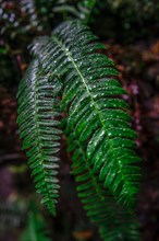 Wet leaves of a ferns (Tracheophyta)