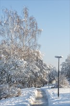 Way in a park in winter with snow