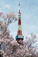 Cherry blossoms in front of Tokyo Tower