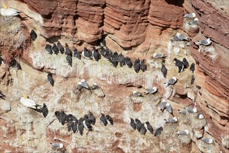 Common guillemots (Uria aalge) on bird rocks