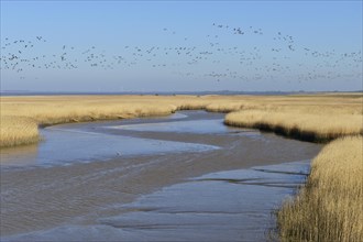 Flock of birds flying over reeds in shallow water