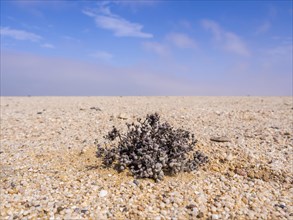 Desert plant living stone (Lithops)