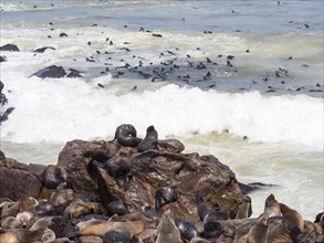 South African fur seals (Arctocephalus pusillus)