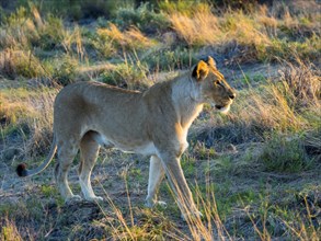Lioness (Panthera leo) in morning light